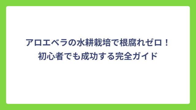 アロエベラの水耕栽培で根腐れゼロ！初心者でも成功する完全ガイド