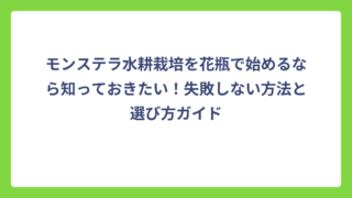 モンステラ水耕栽培を花瓶で始めるなら知っておきたい！失敗しない方法と選び方ガイド