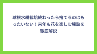 球根水耕栽培終わったら捨てるのはもったいない！来年も花を楽しむ秘訣を徹底解説