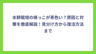 水耕栽培の根っこが茶色い？原因と対策を徹底解説！見分け方から復活方法まで