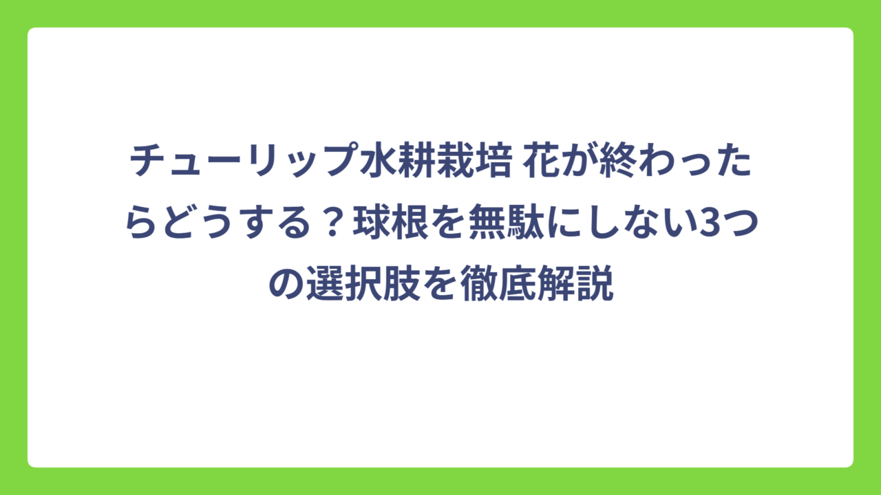 チューリップ水耕栽培 花が終わったらどうする？球根を無駄にしない3つの選択肢を徹底解説