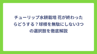 チューリップ水耕栽培 花が終わったらどうする？球根を無駄にしない3つの選択肢を徹底解説