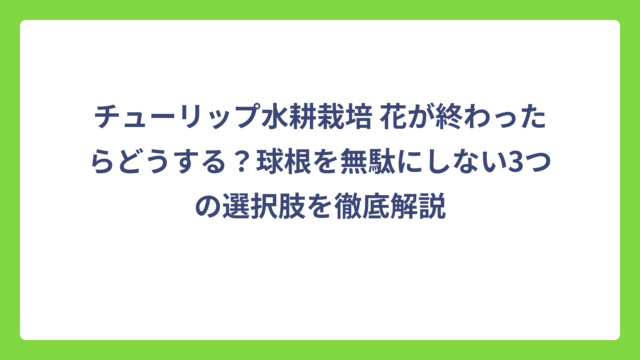 チューリップ水耕栽培 花が終わったらどうする？球根を無駄にしない3つの選択肢を徹底解説