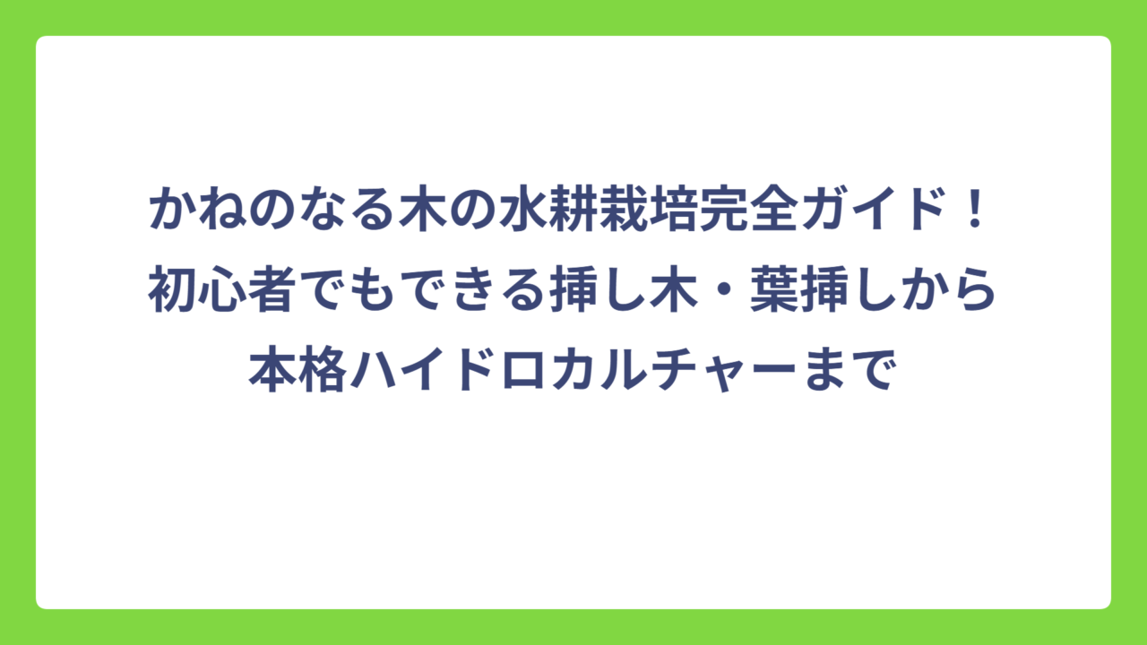 かねのなる木の水耕栽培完全ガイド！初心者でもできる挿し木・葉挿しから本格ハイドロカルチャーまで