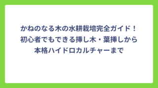 かねのなる木の水耕栽培完全ガイド！初心者でもできる挿し木・葉挿しから本格ハイドロカルチャーまで