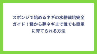 スポンジで始めるネギの水耕栽培完全ガイド！種から芽ネギまで誰でも簡単に育てられる方法