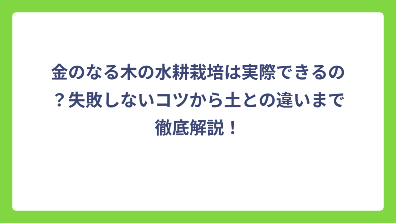 金のなる木の水耕栽培は実際できるの？失敗しないコツから土との違いまで徹底解説！