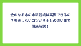 金のなる木の水耕栽培は実際できるの？失敗しないコツから土との違いまで徹底解説！
