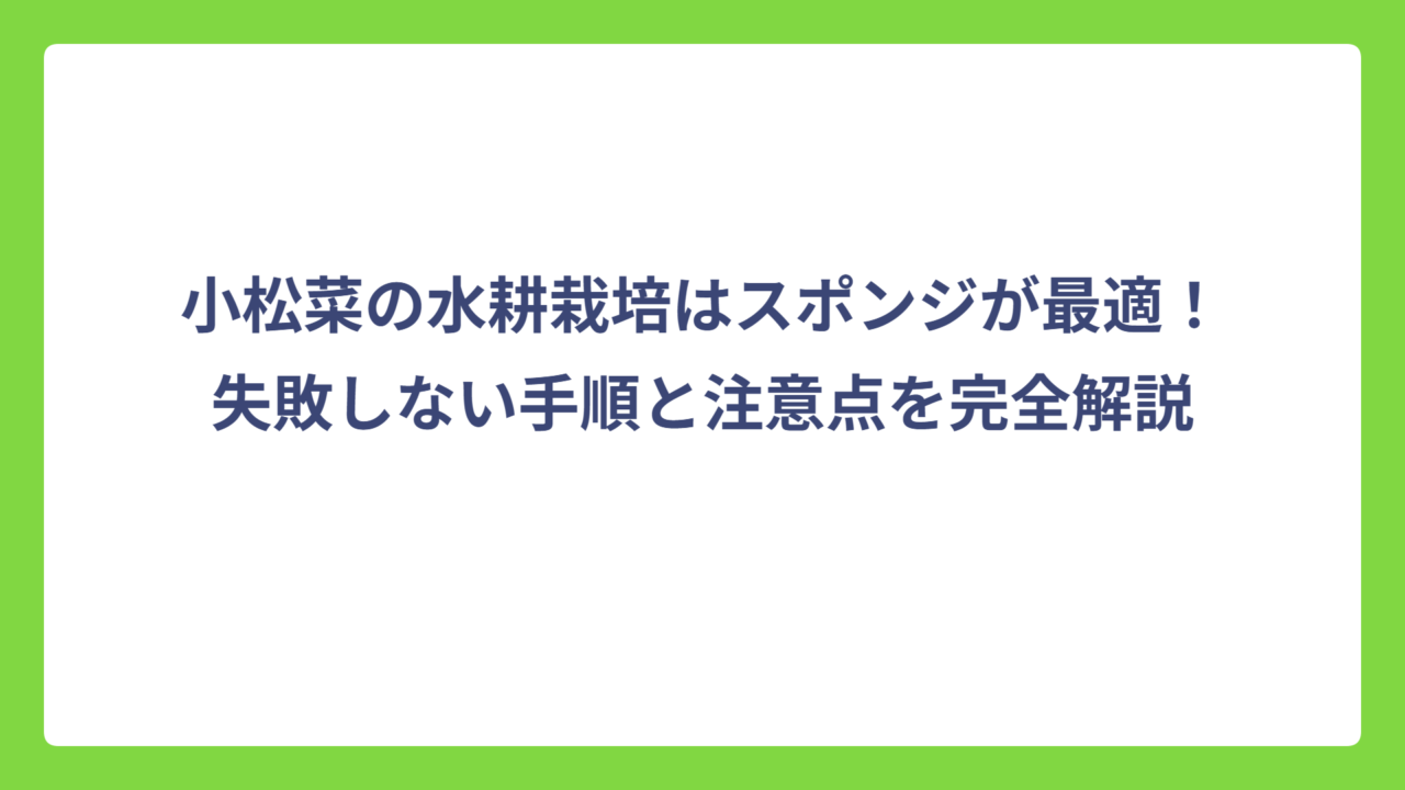 小松菜の水耕栽培はスポンジが最適！失敗しない手順と注意点を完全解説