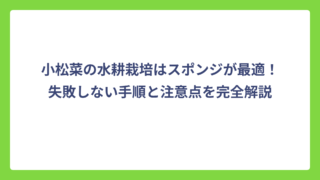 小松菜の水耕栽培はスポンジが最適！失敗しない手順と注意点を完全解説