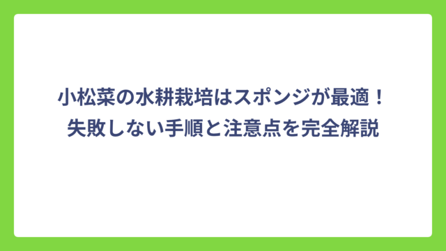 小松菜の水耕栽培はスポンジが最適！失敗しない手順と注意点を完全解説