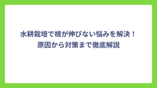 水耕栽培で根が伸びない悩みを解決！原因から対策まで徹底解説