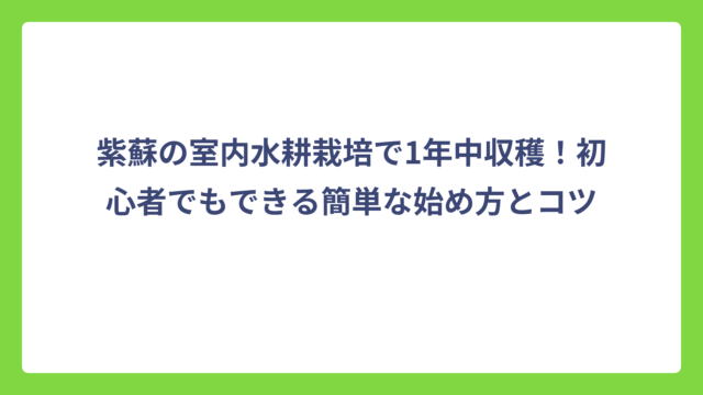 紫蘇の室内水耕栽培で1年中収穫！初心者でもできる簡単な始め方とコツ