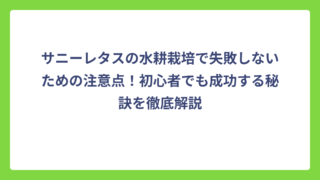 サニーレタスの水耕栽培で失敗しないための注意点！初心者でも成功する秘訣を徹底解説