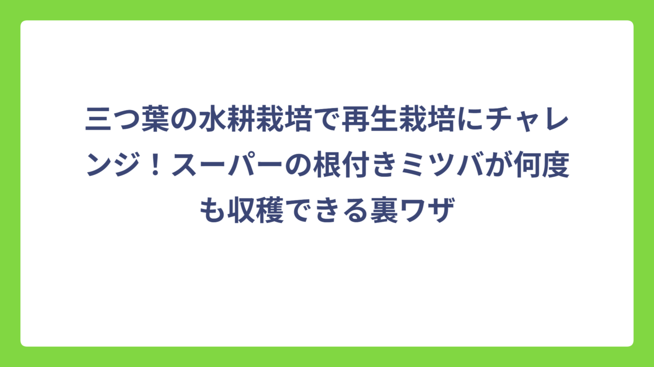 三つ葉の水耕栽培で再生栽培にチャレンジ！スーパーの根付きミツバが何度も収穫できる裏ワザ