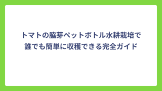 トマトの脇芽ペットボトル水耕栽培で誰でも簡単に収穫できる完全ガイド