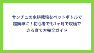サンチュの水耕栽培をペットボトルで超簡単に！初心者でも1ヶ月で収穫できる育て方完全ガイド