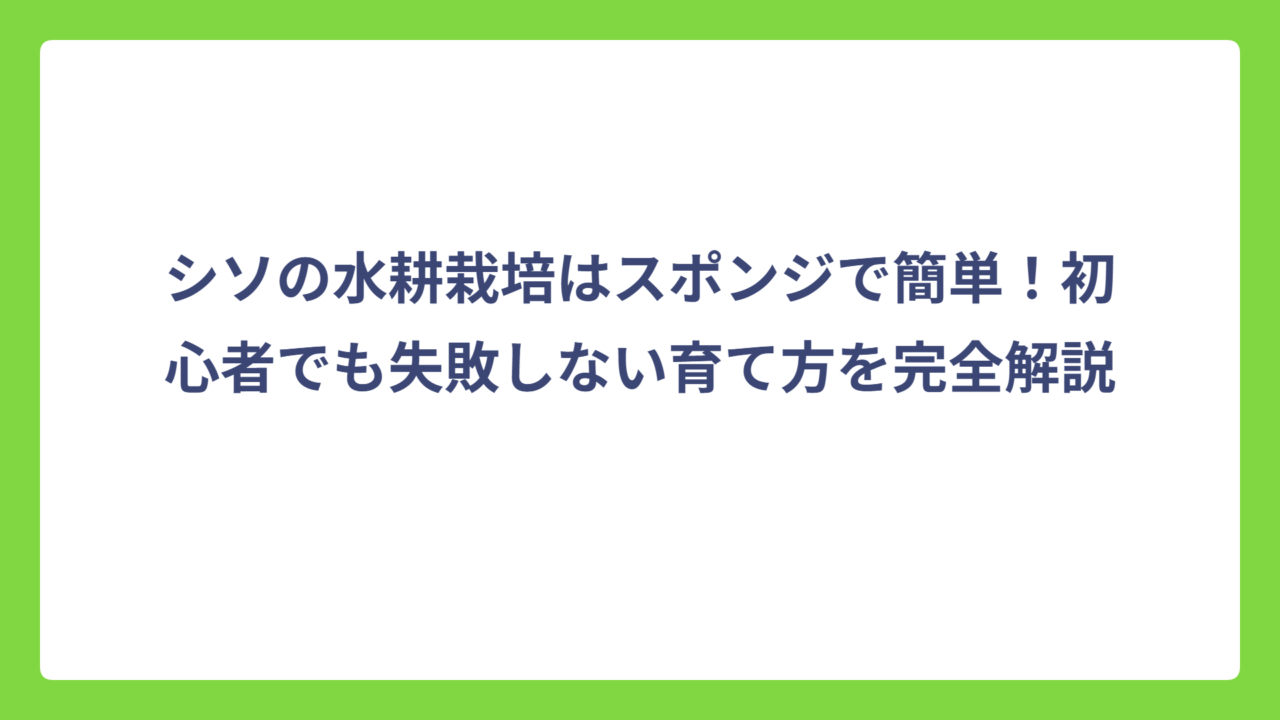 シソの水耕栽培はスポンジで簡単！初心者でも失敗しない育て方を完全解説