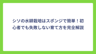 シソの水耕栽培はスポンジで簡単！初心者でも失敗しない育て方を完全解説