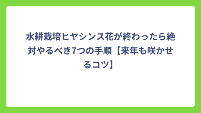 水耕栽培ヒヤシンス花が終わったら絶対やるべき7つの手順【来年も咲かせるコツ】