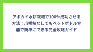 アボカド水耕栽培で100％成功させる方法！爪楊枝なしでもペットボトル容器で簡単にできる完全攻略ガイド