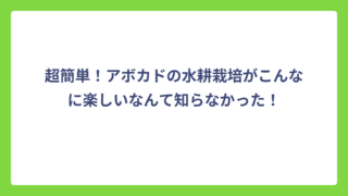 超簡単！アボカドの水耕栽培がこんなに楽しいなんて知らなかった！