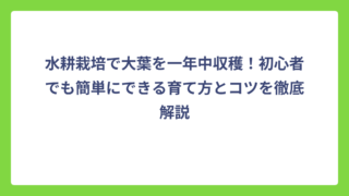 水耕栽培で大葉を一年中収穫！初心者でも簡単にできる育て方とコツを徹底解説