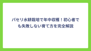 パセリ水耕栽培で年中収穫！初心者でも失敗しない育て方を完全解説