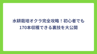 水耕栽培オクラ完全攻略！初心者でも170本収穫できる裏技を大公開