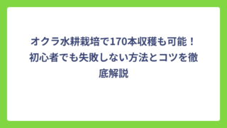 オクラ水耕栽培で170本収穫も可能！初心者でも失敗しない方法とコツを徹底解説