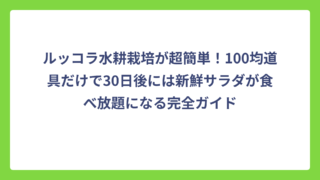 ルッコラ水耕栽培が超簡単！100均道具だけで30日後には新鮮サラダが食べ放題になる完全ガイド