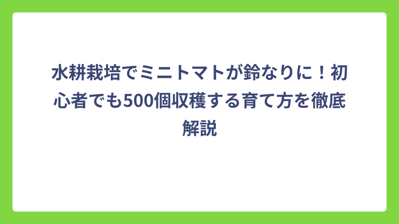 水耕栽培でミニトマトが鈴なりに！初心者でも500個収穫する育て方を徹底解説