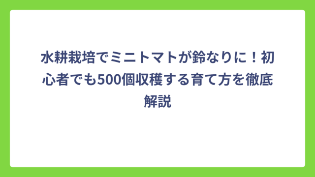 水耕栽培でミニトマトが鈴なりに！初心者でも500個収穫する育て方を徹底解説