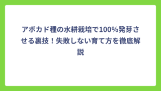 アボカド種の水耕栽培で100％発芽させる裏技！失敗しない育て方を徹底解説