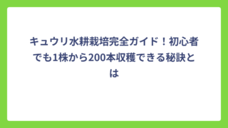 キュウリ水耕栽培完全ガイド！初心者でも1株から200本収穫できる秘訣とは