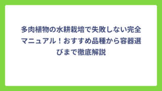 多肉植物の水耕栽培で失敗しない完全マニュアル！おすすめ品種から容器選びまで徹底解説