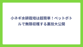 小ネギ水耕栽培は超簡単！ペットボトルで無限収穫する裏技大公開