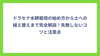 ドラセナ水耕栽培の始め方から土への植え替えまで完全解説！失敗しないコツと注意点