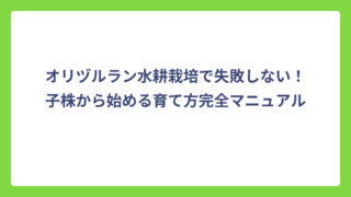 オリヅルラン水耕栽培で失敗しない！子株から始める育て方完全マニュアル