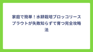 家庭で簡単！水耕栽培ブロッコリースプラウトが失敗知らずで育つ完全攻略法
