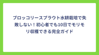 ブロッコリースプラウト水耕栽培で失敗しない！初心者でも10日でモリモリ収穫できる完全ガイド