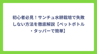 初心者必見！サンチュ水耕栽培で失敗しない方法を徹底解説【ペットボトル・タッパーで簡単】