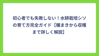 初心者でも失敗しない！水耕栽培シソの育て方完全ガイド【種まきから収穫まで詳しく解説】