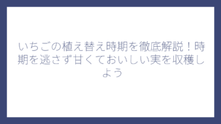 いちごの植え替え時期を徹底解説！時期を逃さず甘くておいしい実を収穫しよう