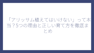 「アリッサム植えてはいけない」って本当？5つの理由と正しい育て方を徹底まとめ