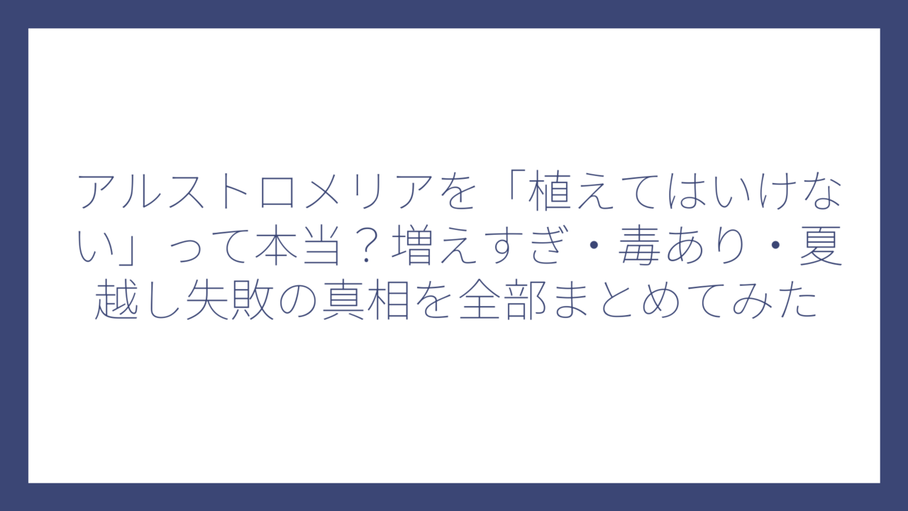 アルストロメリアを「植えてはいけない」って本当？増えすぎ・毒あり・夏越し失敗の真相を全部まとめてみた