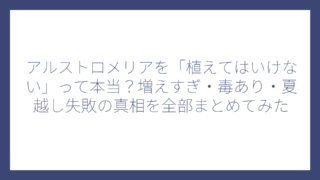 アルストロメリアを「植えてはいけない」って本当？増えすぎ・毒あり・夏越し失敗の真相を全部まとめてみた