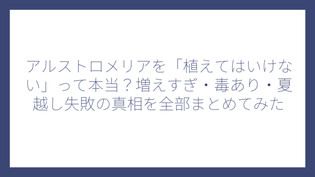 アルストロメリアを「植えてはいけない」って本当？増えすぎ・毒あり・夏越し失敗の真相を全部まとめてみた