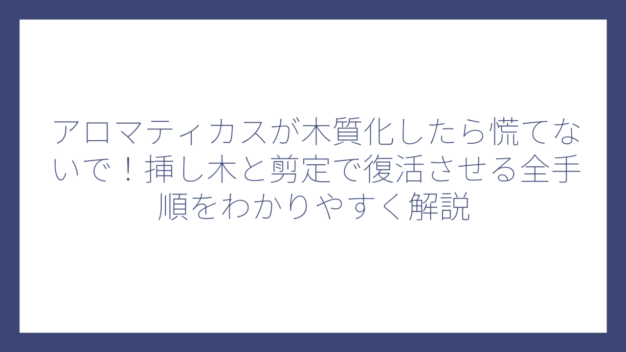 アロマティカスが木質化したら慌てないで！挿し木と剪定で復活させる全手順をわかりやすく解説