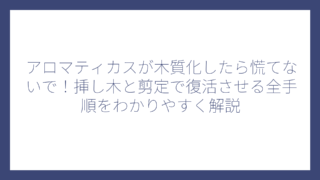 アロマティカスが木質化したら慌てないで！挿し木と剪定で復活させる全手順をわかりやすく解説
